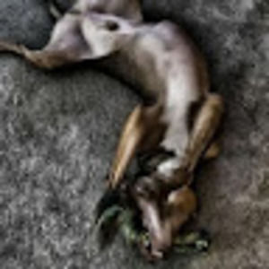 Meet your Posher, Bella